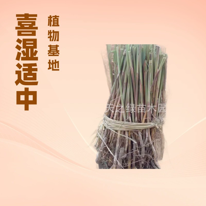 Саженцы тростника, корневые саженцы, водные растения, очистка сточных вод, качество воды, зеленение прудов, ландшафтный дизайн у речки, внутренний двор парка