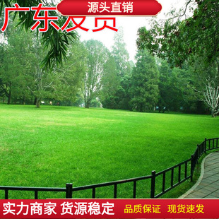 Green Seeds, Courtyard Golf Course Seeds, Cold-Resistant and Trampling-Resistant, Evergreen in All Seasons