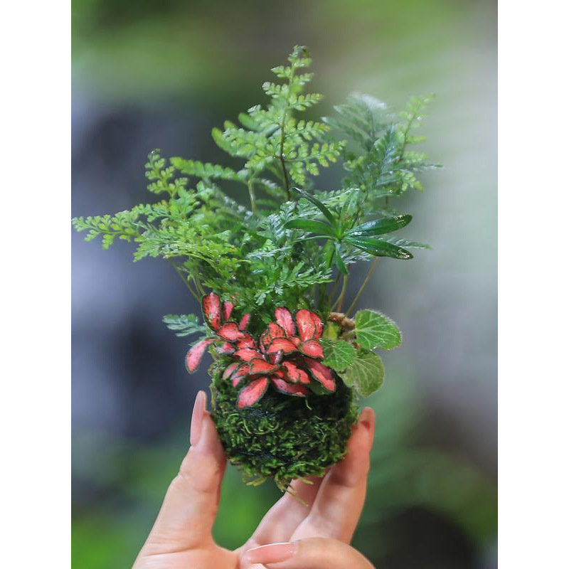 Hydroponic Plants, Moss Balls, Money Trees, June Snow, Asparagus Ferns, Moss Green Plants, Indoor Potted Ferns, Micro-Landscapes