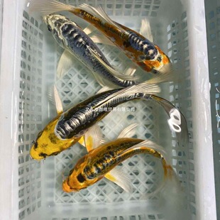 ��ϵ�\���{��������~��ˮ�^�p�~���P�\���Lˮ���~���B�ͻ�