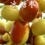 大荔陕西地栽特大树苗
