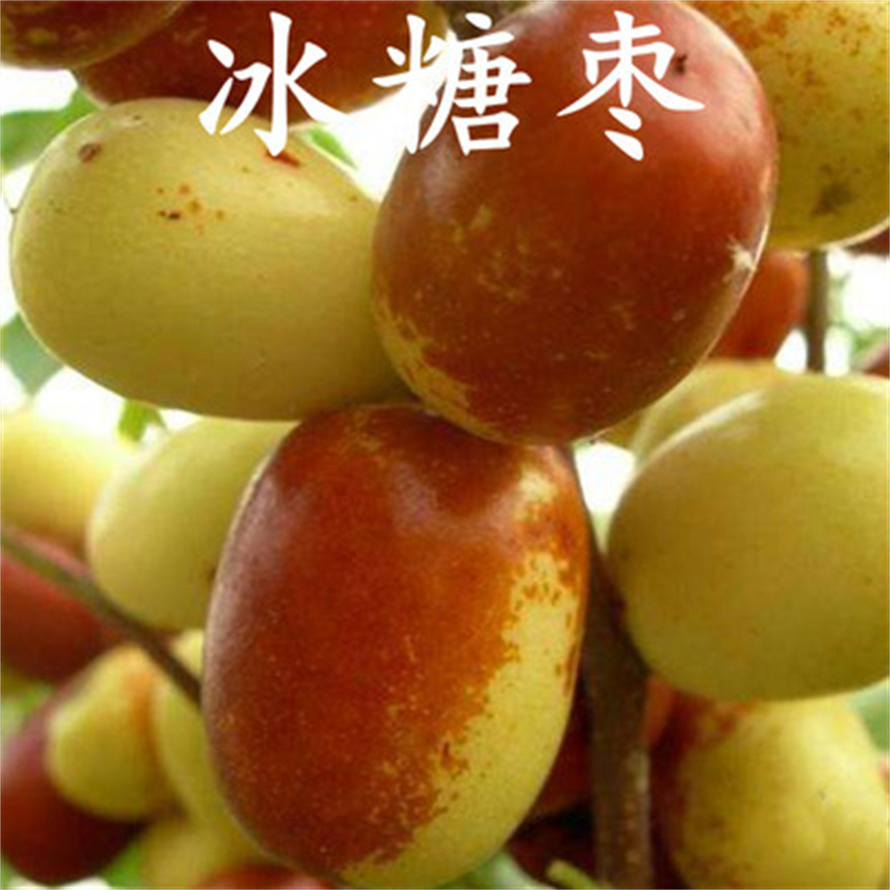 大荔枣树蟠枣树活苗灰枣树苗枣嫁接大红枣盆栽地栽南北方种植果树