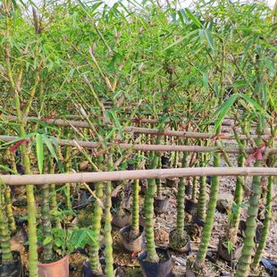 904 base direct sales of Buddha belly bamboo 1.5-2 meters high bag seedlings green bamboo seedlings
