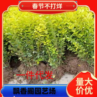 һ�����l���~ŮؑС���ɫ��ľ�ļ�����ͥԺС�^�����G�����ܽ��~