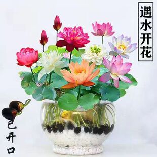 �ļ��_���N��ˮ��ֲ�ﻨ���҃ȿ͏dˮ�Bɏ�����B��ɏ˯ɏ����