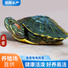 小乌龟活物巴西龟情侣黄金龟批发观赏宠物乌龟大乌龟活体龟苗摆摊
