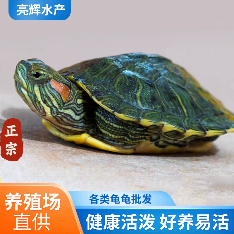 Маленькие живые черепахи, бразильские черепахи, пара золотых черепах, оптовые декоративные черепахи для домашних животных, крупные живые черепахи-яйца на продажу.