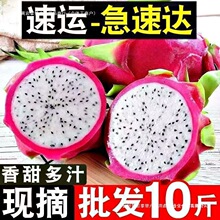 【包邮越南白心火龙果批发进口热带水果新鲜包邮白肉非红心紫水晶
