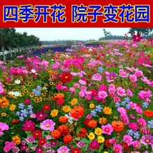 9.9元【野花组合】野花种子四季不断开花混色花种子庭院花海打造