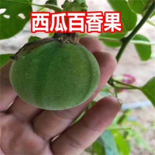 �����2̖���������ɏ�����������ζ���G����ֲ�����������