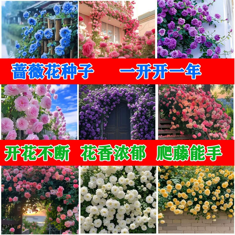 Семена вьющихся роз для всех сезонов, семена цветущих вьющихся роз для садовых цветов на открытом воздухе.