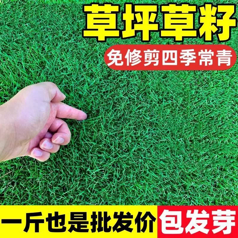 Семена короля защиты склонов, морозостойкие и засухоустойчивые семена газонов, семена вечнозеленой обрезки и зеленения, семена травы для защиты склонов, семена газонов