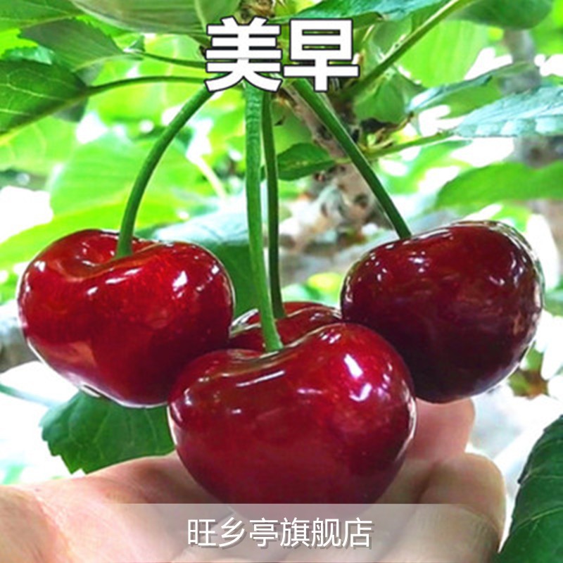 미조(5년생 모종이 같은 해에 열매를 맺는다) 죽은 모종에 대한 보상이 보장됩니다!