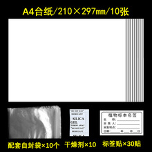 标本吸水纸标本台纸吸水纸40树叶款a压制不干胶自封自制材料手工