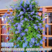 �{ѩ��������������̨�^���͟���Bֲ�ﻨ�@ͥԺ���ټtѩ���ٱ�