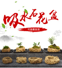 适用吸水石上水石摆件原石附石文竹菖蒲微景观苔藓新品多肉植物小