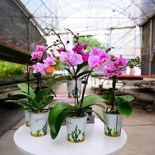 �����m�������̎�������m������͏d�҃�ֲ�ﻨ���ļ��_�����B�^