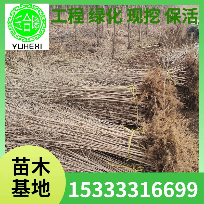 Треугольная кленовая чайная полоска Клен 1.8m - 2.5m 2-6 веток Шоссейная живая изгородь Саженцы напрямую с базы