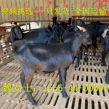 纯种黑山羊羊苗价格  黑山羊养殖场 包运输到家  视频一对一挑选
