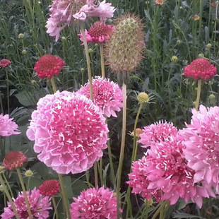 Wholesale Wholesale Supply Round Fengju Seeds Flower Viewing Flower Sea Sprouting Rate High Grass Flower Seeds Large Favorably