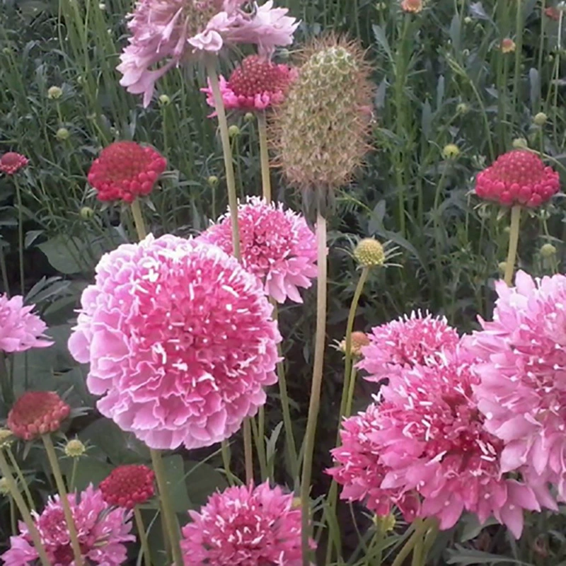 Оптовые и оптовые поставки круглый фронт хризантемы цветок Всхожесть моря высокая трава цветок количество семян выгодно