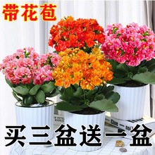 �L�ۻ������ذ�����󻨎����������ļ��҃��_�����B�Ļ���ֲ��