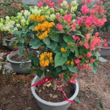 ��������÷���غ��������ն��N��ɫ���͏V����r�辰�̨����