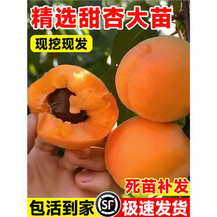 �����Ә�����ش��Ә����F�ڬF�l�ϱ������ԷNֲ���Լ޽����Ә�