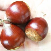 2023�����r�F�������� �������T��ɽ���������A���F��