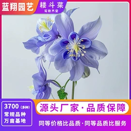 种子;种球;栽培基质