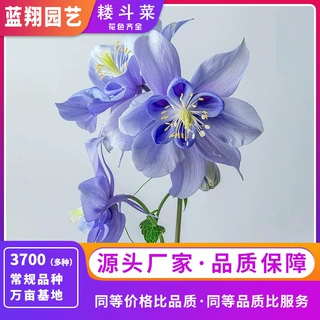 耧斗菜种子猫爪花籽多年生宿根种子阳台盆栽花海花镜切花花卉种籽