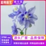 多年生盆栽花海切花花籽