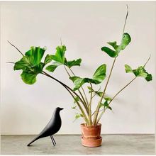海芋黄貂鱼海芋盆栽热植荷兰风植物阳台客厅办公室好养易活