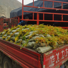 大花六道木杯苗湖南长沙基地直供工程园林绿化植物灌木六道木杯苗