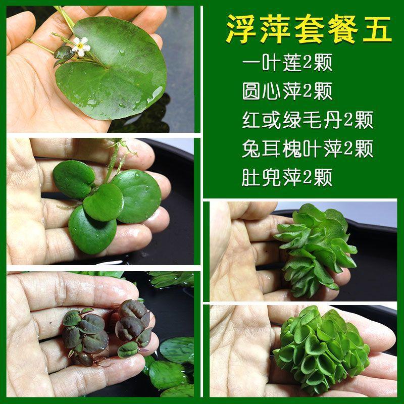 鱼缸活水草植物淡水水养浮萍净化绿植多功能盆景阴性漂浮懒人水质 种苗花卉网
