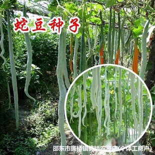 �߶��N�Ӵ�ȫ�����L���ǷN�����߹��z�ϷN��ԭ�b�N�Ӵ�ȫ���l���l