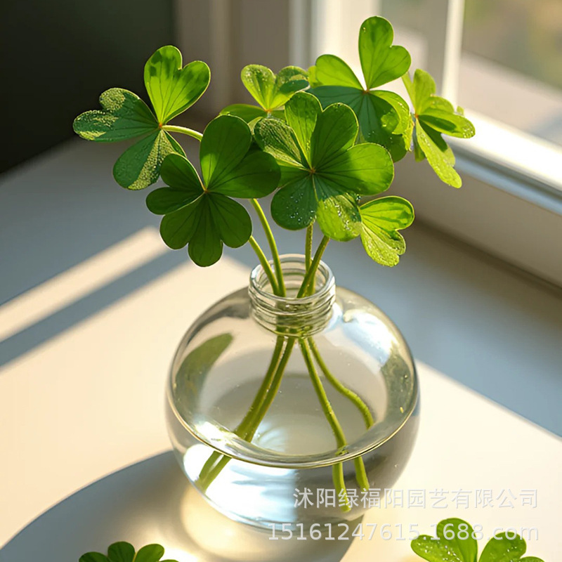 Mexican Iron Tree Four-Leaf Clover Potted Office Green Plant Kindergarten Desktop Emotional Flower Mexican Iron Tree Four-Leaf Clover Potted Office Green Plant Kindergarten Desktop Emotional Flower