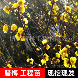 高杆腊梅花树苗盆栽老桩耐寒花卉植物阳台浓香型观赏乔木素心腊梅