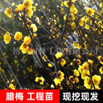 高杆腊梅花树苗盆栽老桩耐寒花卉植物阳台浓香型观赏乔木素心腊梅