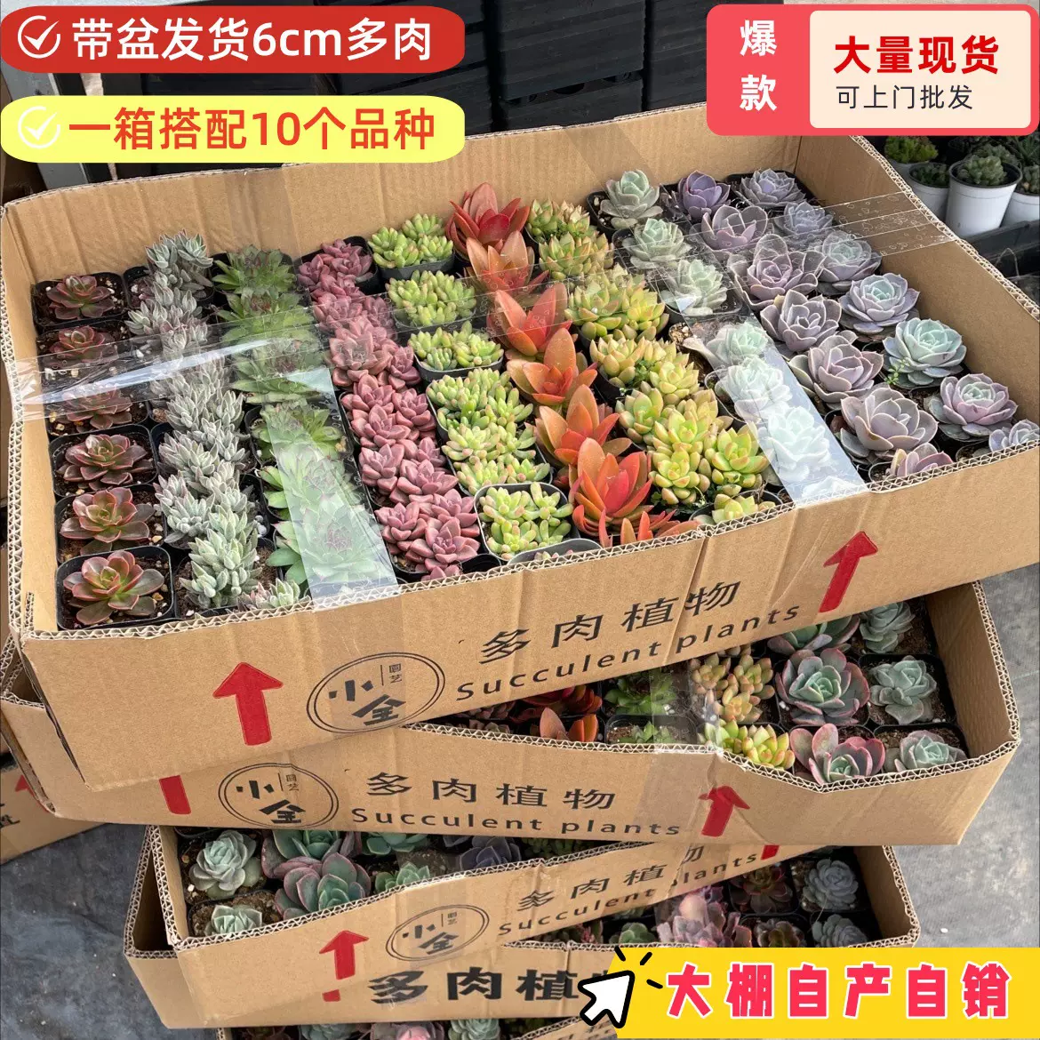 q多肉植物混合整箱批发彩色拼箱带盆发货摆摊DIY多肉花卉伴手礼品