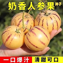 人参果种籽水果种子易成活多年生果大肉多皮薄多汁四季播种产量丰