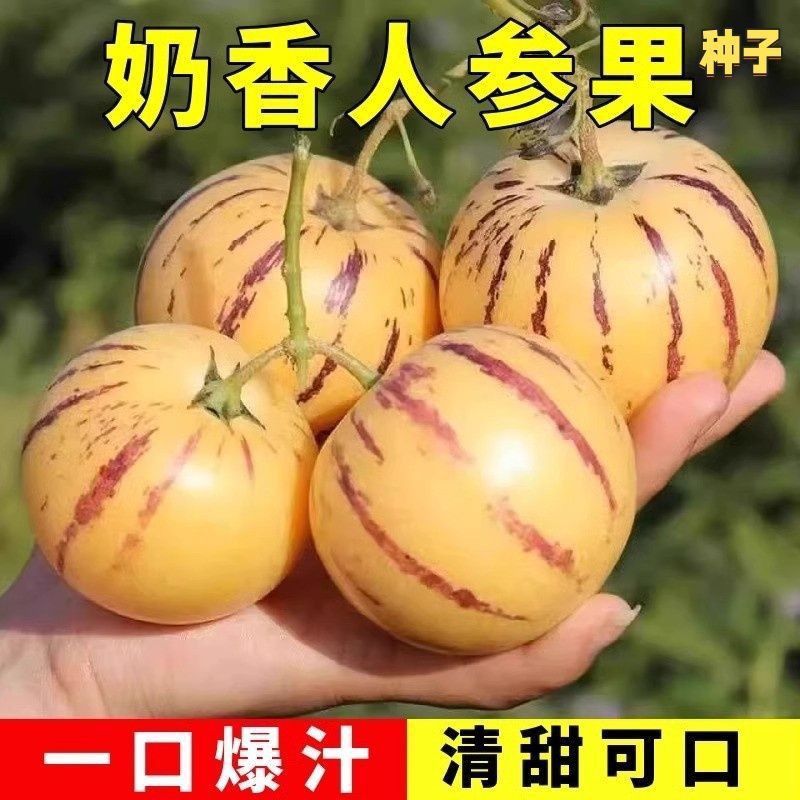 人参果种籽水果种子易成活多年生果大肉多皮薄多汁四季播种产量丰