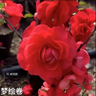 �������tɫ�ذ��ļ����Ļ��辰�G��ʯõ�庣���ͺ��̨ͥԺ�Nֲ