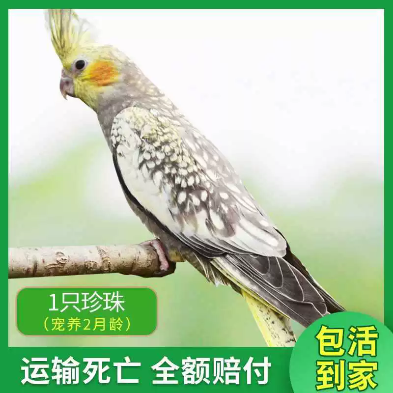 Попугай Xuanfeng для содержания и тренировок, обучение речи, домашний питомец, пара птиц может содержаться вместе