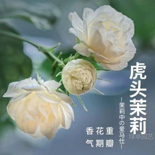 Tiger Head Jasmine Seedlings Potted Indoor Living Room Double-Petaled Old Stump Fragrant Nine-Mile Gardenia Four-Season Blooming Florals and Green Plants
