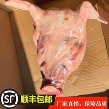 冻货冷冻品熟猪头肉带去骨鸿运当头带耳去耳头皮20斤一件批发零售