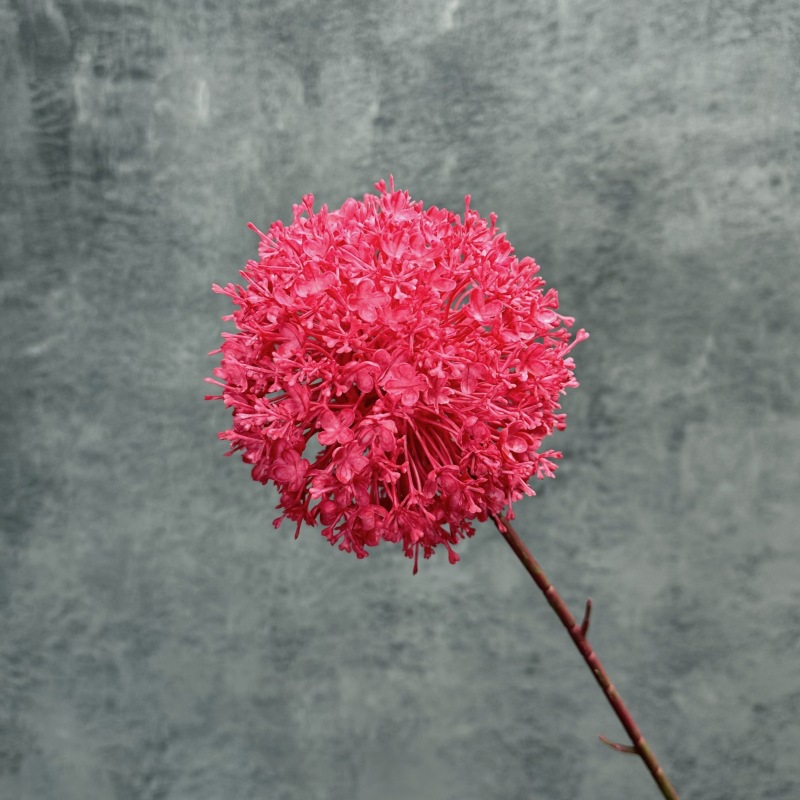 큰 공 로즈 레드