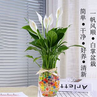 ˮ��ֲ���҃ȾGֲ�����ļ�������B�׻����ˮ�B�����������Կ͏d