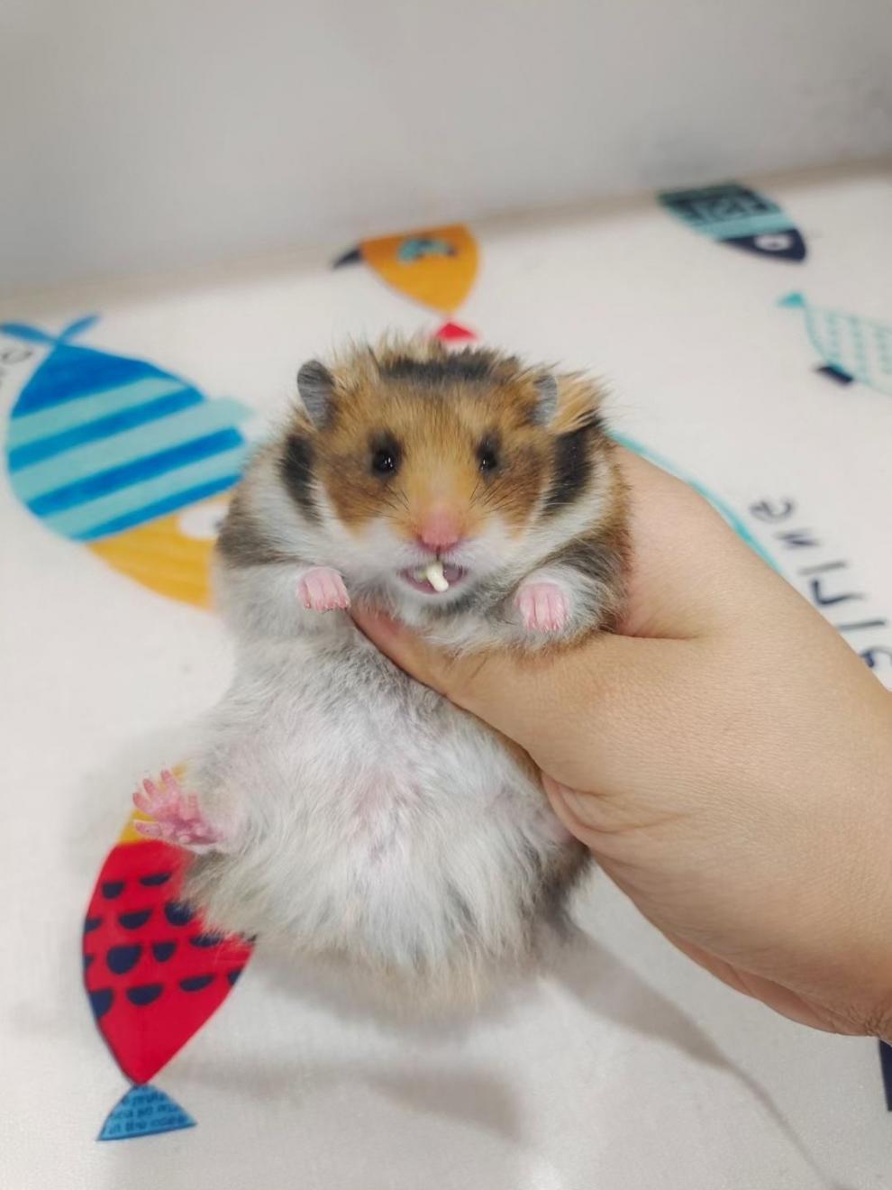 c4b4d8aa-2b04-4b05-bf9b-a9bfd9543b15.jpe