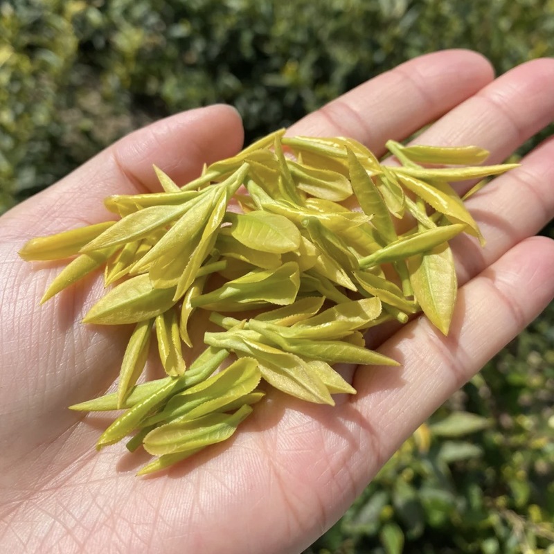 本物の黄金の芽、明前黄金の芽、雨前特級茶、卸売、主要産地、ドロップシッピング、自社生産、販売|undefined